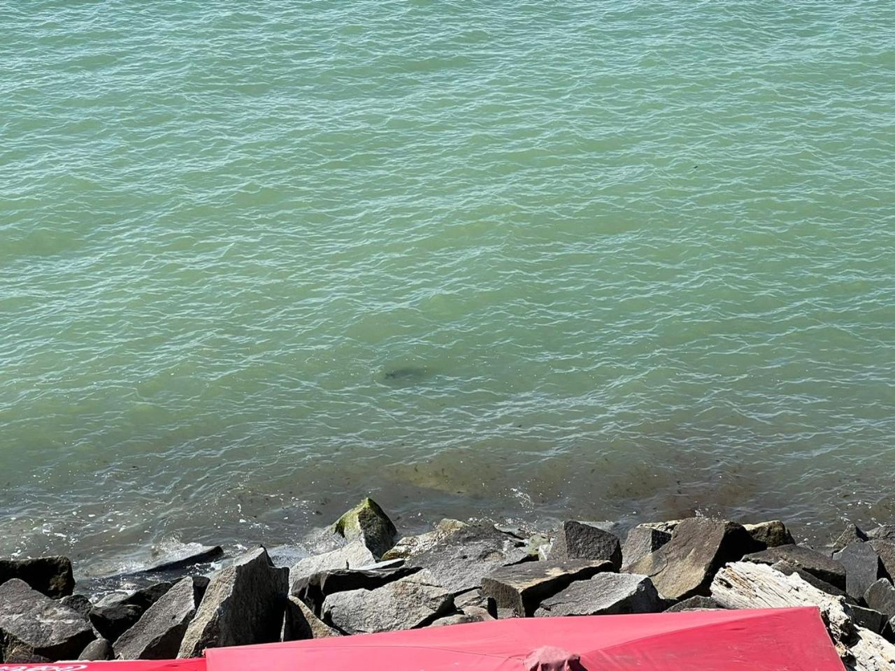 Faehrblick - Pension Direkt Am Wasser ザスニッツ エクステリア 写真